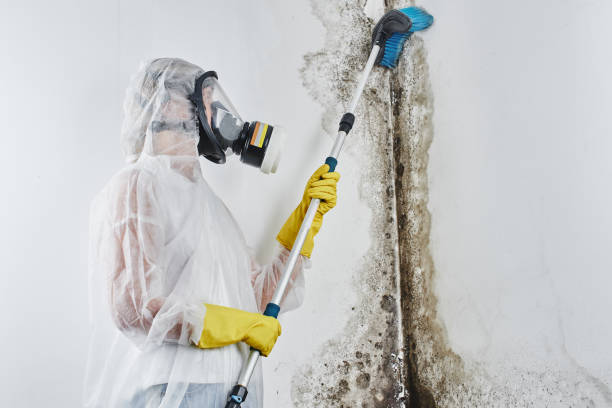 Biohazard Mold Removal in Pine Lakes, FL