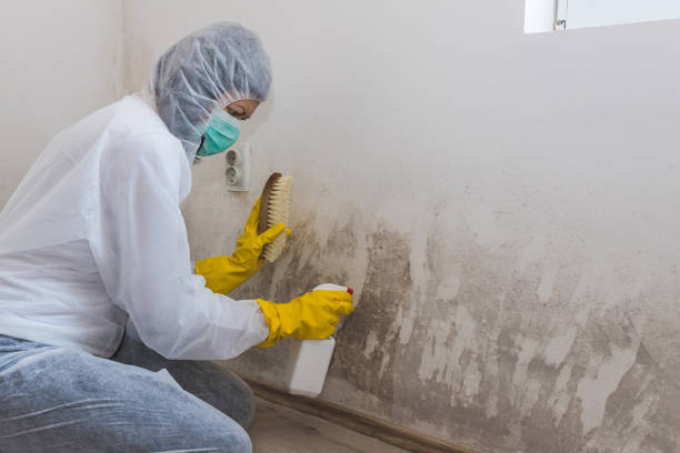 Mold Remediation for Vacation Homes in Pine Lakes, FL